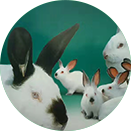 ������Ϸ��(�й���)�ٷ���վ -APP����